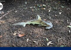 Hammerhead shark falls from sky onto South Carolina disc golf course